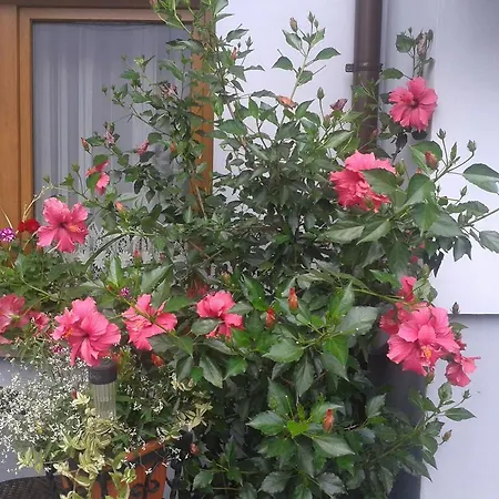 Do Wynajecia U Lusi *