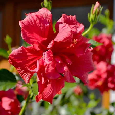 Do Wynajecia U Lusi Homestay *