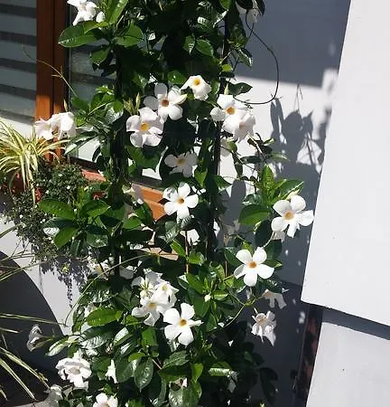 Homestay Do Wynajecia U Lusi *