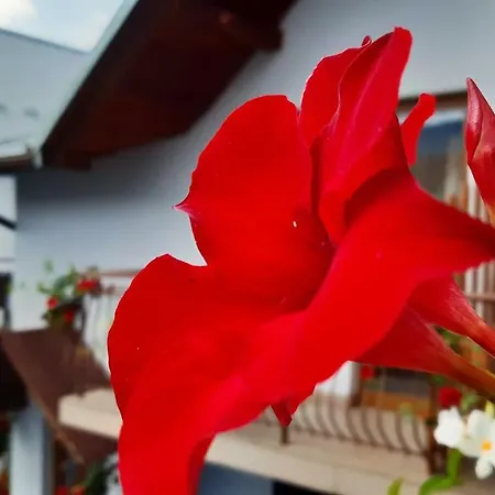 Séjour chez l'habitant Do Wynajecia U Lusi *