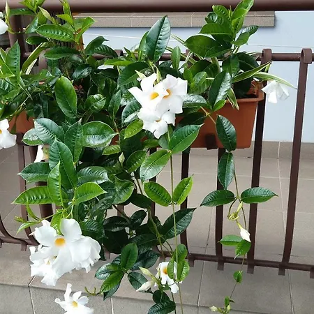 Do Wynajecia U Lusi *