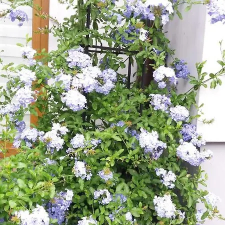 Do Wynajecia U Lusi * Krościenko