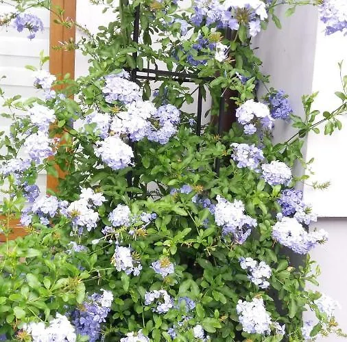 Do Wynajecia U Lusi * Krościenko